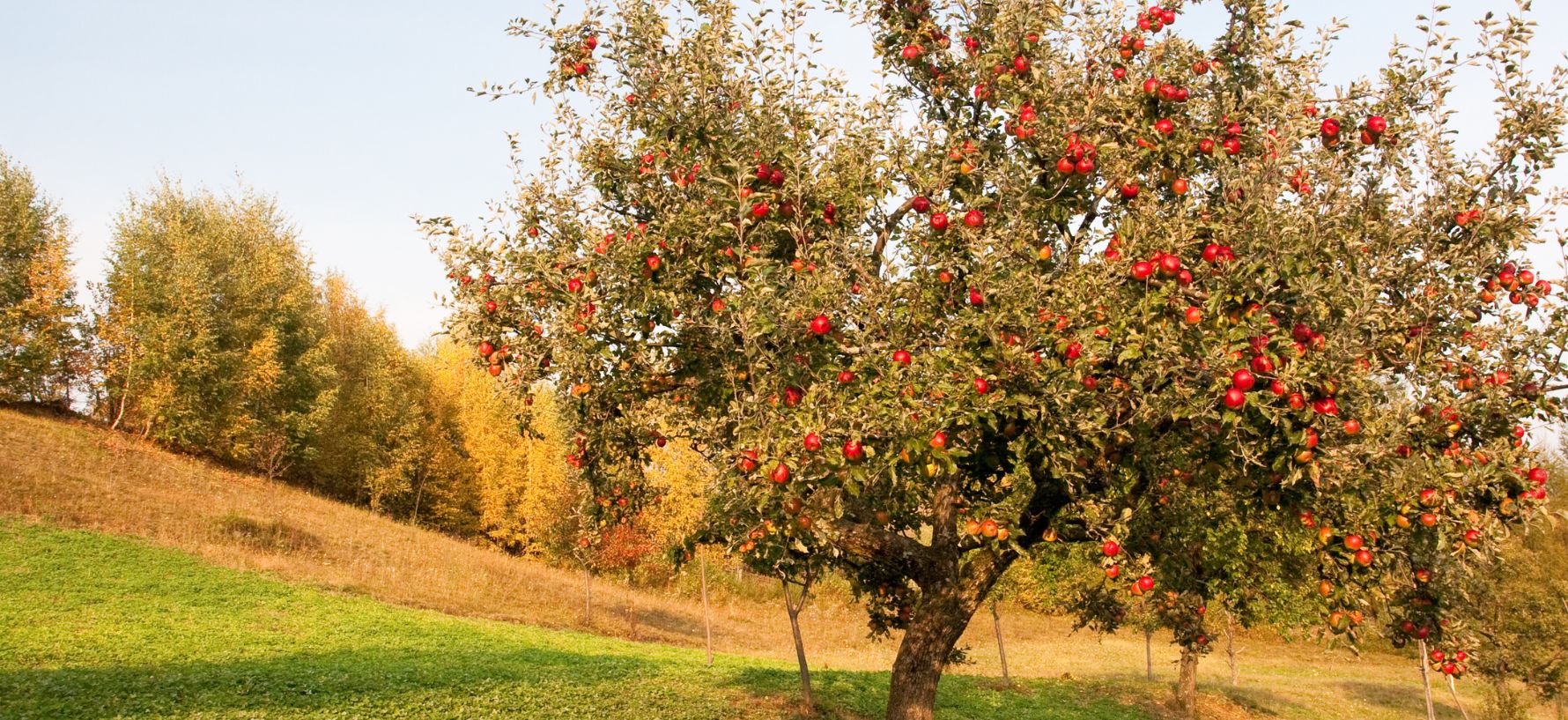 Banner_Streuobst_Blog