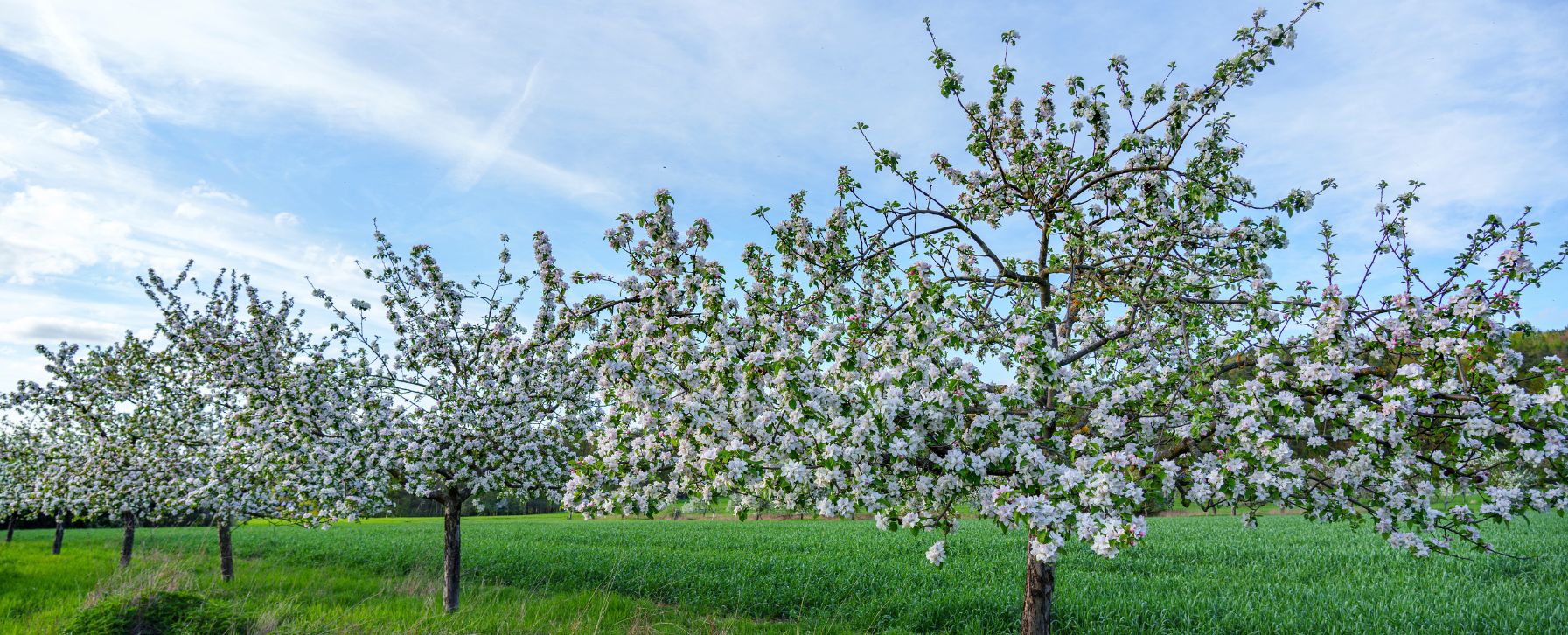 Banner_Streuobstwiese